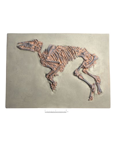 Proto-Horse Fossil, (Propalaeotherium messelense), Replica